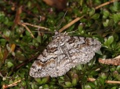 Ringed Carpet (Cleora cinctaria)
