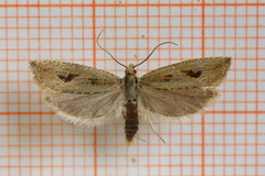 Rush Marble (Bactra lancealana)