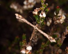 Beautiful Plume (Amblyptilia acanthadactyla)