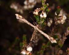 Lyngfjærmøll (Amblyptilia acanthadactyla)