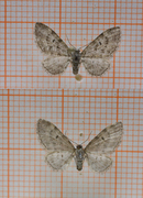 Oak-tree Pug (Eupithecia dodoneata)