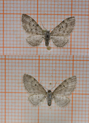 Eikedvergmåler (Eupithecia dodoneata)