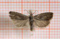 Burotvikler (Dichrorampha simpliciana)