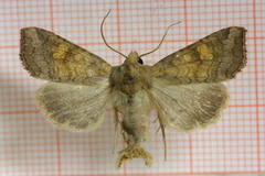 Variabelt stengelfly (Amphipoea fucosa)