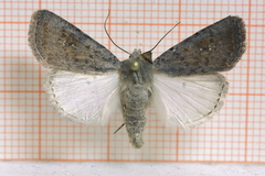 Lyst urtefly (Caradrina montana)