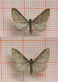 Myrdvergmåler (Eupithecia gelidata)