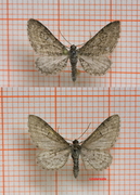 Myrdvergmåler (Eupithecia gelidata)