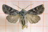 Smellefjellfly (Lasionycta proxima)