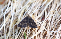 Common Heath (Ematurga atomaria)