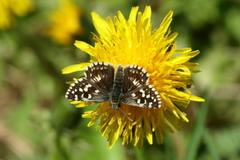 Grizzled Skipper (Pyrgus malvae)