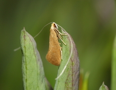 Nematopogon pilella