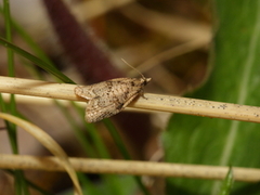 Skogbåndvikler (Capua vulgana)