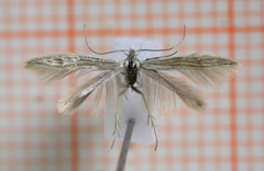 Wood-rush Case-bearer (Coleophora otidipennella)