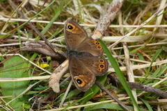 Bergringvinge (Lasiommata petropolitana)