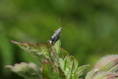 Glyphipterix simpliciella