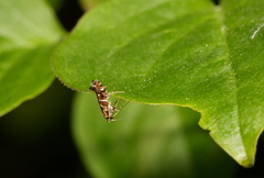 Syrinminérmøll (Gracillaria syringella)