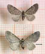 Brun dvergmåler (Eupithecia absinthiata)