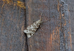 Heimosemott (Eudonia sudetica)