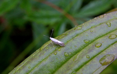Netted Argent (Argyresthia retinella)