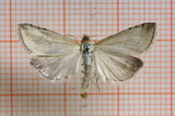 Blek engmott (Udea lutealis)