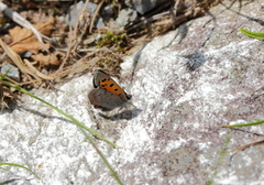 Ildgullvinge (Lycaena phlaeas)