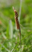 Common Grass-veneer (Agriphila tristella)