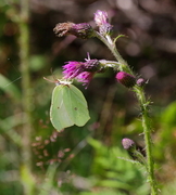 Sitronsommerfugl (Gonepteryx rhamni)