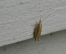 Ypsolopha nemorella