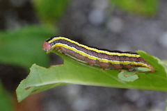 Rødt hagefly (Ceramica pisi)