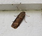 Langvingejordfly (Agrotis ipsilon)