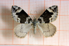 Dark Marbled Carpet (Dysstroma citrata)