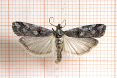 Lyngsmalmott (Pempelia palumbella)
