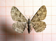 Willow Beauty (Peribatodes rhomboidaria)