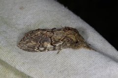 Great Prominent (Peridea anceps)