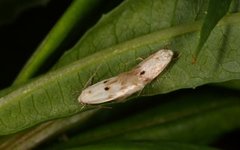 Elachista maculicerusella