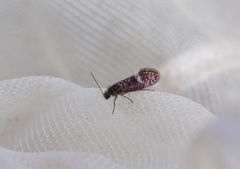 Large Birch Purple (Eriocrania sangii)