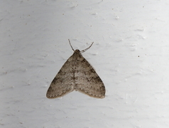 Early Tooth-striped (Trichopteryx carpinata)