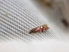 Washed Purple (Eriocrania cicatricella)