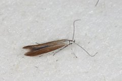 Lotus Case-bearer (Coleophora discordella)