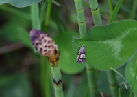 Kløverfrøvikler (Grapholita compositella)