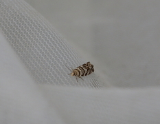 Common Spruce Bell (Epinotia tedella)