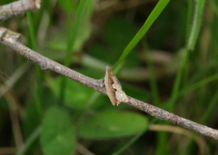 Stor seljesigdvikler (Ancylis geminana)