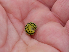 Six-spot Burnet (Zygaena filipendulae)
