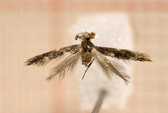 Alder Bent-wing (Bucculatrix cidarella)