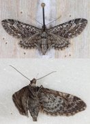 Lyngdvergmåler (Eupithecia nanata)