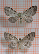 Bilberry Pug (Pasiphila debiliata)