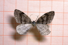 Autumnal Moth (Epirrita autumnata)
