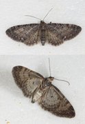 Grumset dvergmåler (Eupithecia subfuscata)