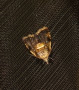 Yellow-spot Tortrix (Pseudargyrotoza conwagana)