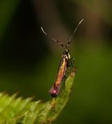 Kløversekkmøll (Coleophora deauratella)